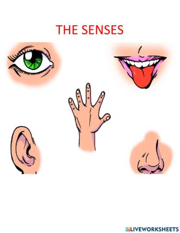 The Senses