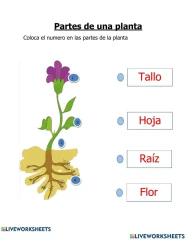 Partes de una Planta