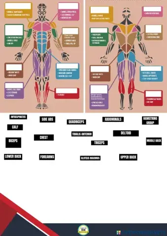 Muscle Groups