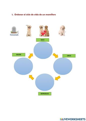 Ciclo de vida de los mamíferos