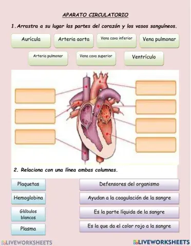 Sistema circulatorio
