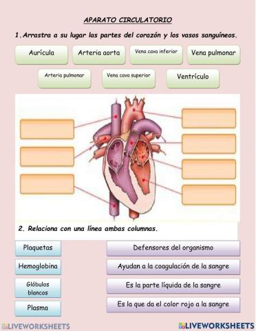 Sistema circulatorio