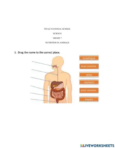 Nutrition in animals