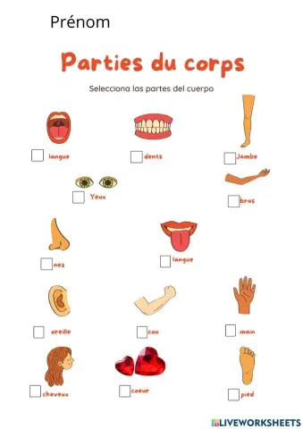 Las partes del cuerpo