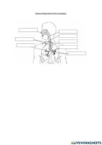 Sistema respiratorio