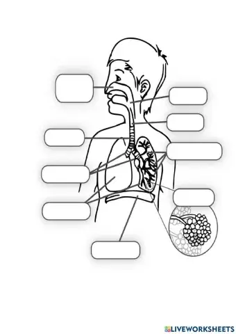 Sistema respiratorio