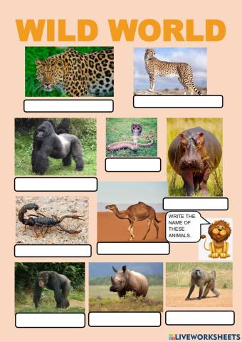 Wild world - comparing animals