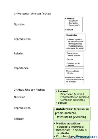 El reino protoctista