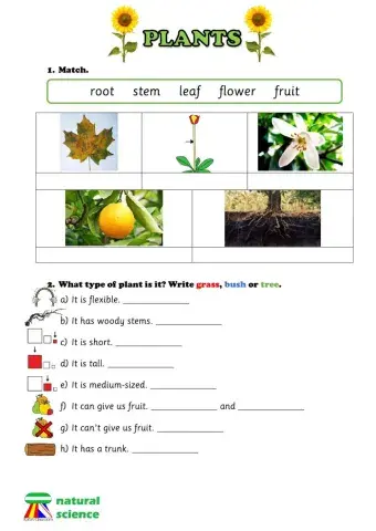 Unit review: plants (Year 1)