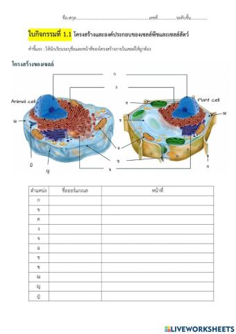 โครงสร้างและองค์ประกอบของเซลล์พืชและเซลล์สัตว์