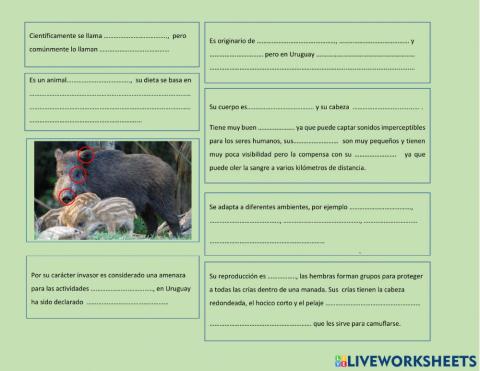 Sus scrofa, el jabalí