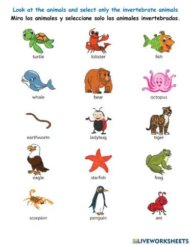 Invertebrates animals