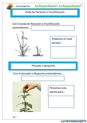 Poda de floración o fructificación