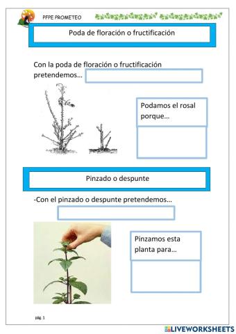 Poda de floración o fructificación