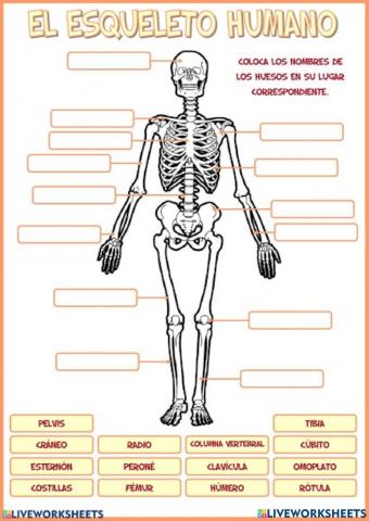 El esqueleto humano