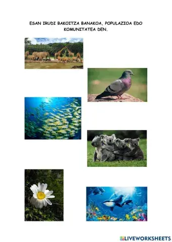 Banakakoa, populazioa eta komunitatea