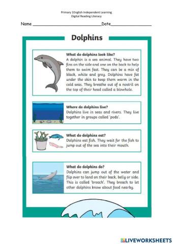 Dolphin Reading Comprehension