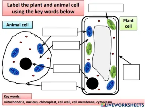 Animal and plant cell
