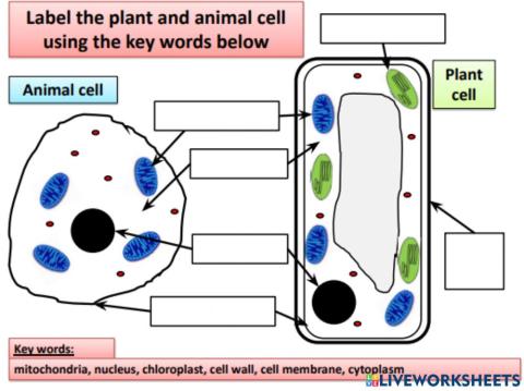 Animal and plant cell