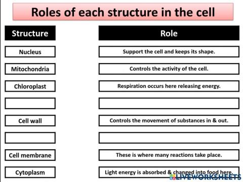 Function of the cell