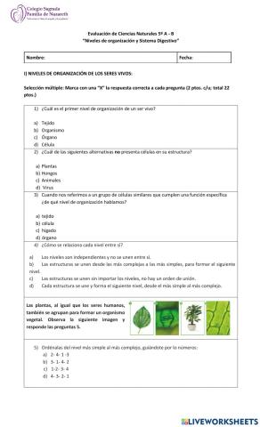 Sistema digestivo y niveles de organización