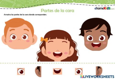 Partes de la cara