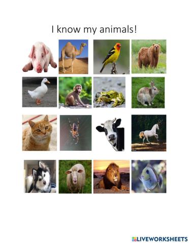 Animals