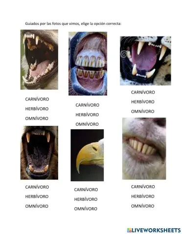 Identificando por dentadura