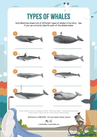 Walk of the Whales - Types of Whales