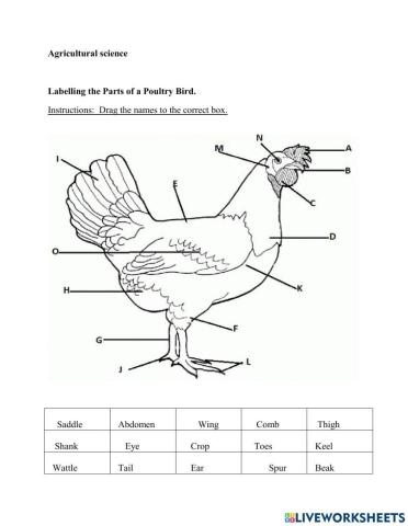 Labelling the Parts of a Chicken
