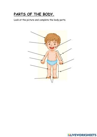 THE HUMAN BODY.