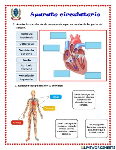 Aparato circulatorio