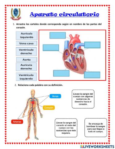 Aparato circulatorio