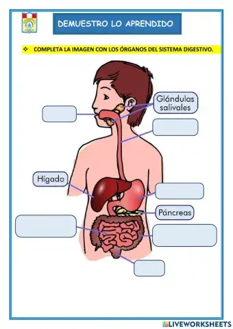 El sistema digestivo