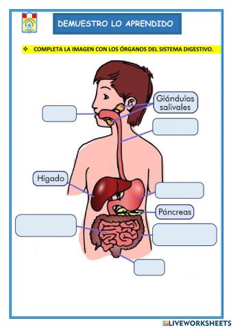 El sistema digestivo