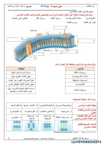 الغشاء البلازمي تفاعلية