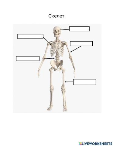 Skeleton