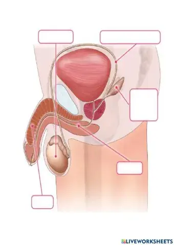 Aparato reproductor masculino