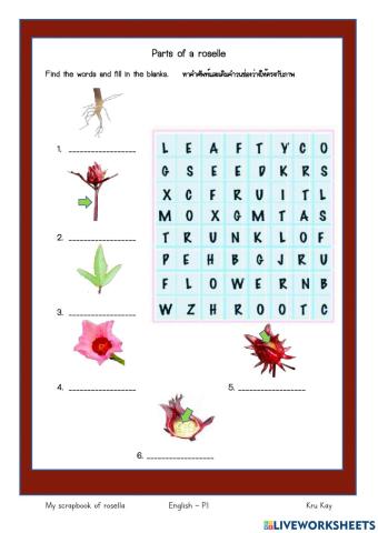 Parts of roselle plant