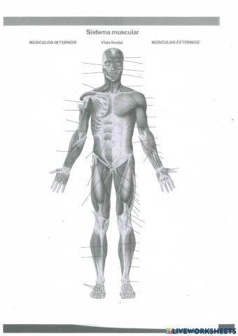 Sistema muscular - Vista frontal (cabeza)