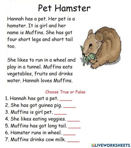 My pet hamster