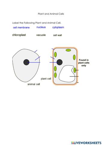 PLant and Animal Cells