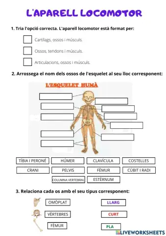 Aparell locomotor, reproductor i circulatori