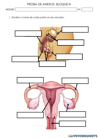 Exame anexos bloque 3