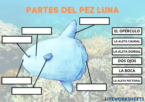 Partes del Pez Luna