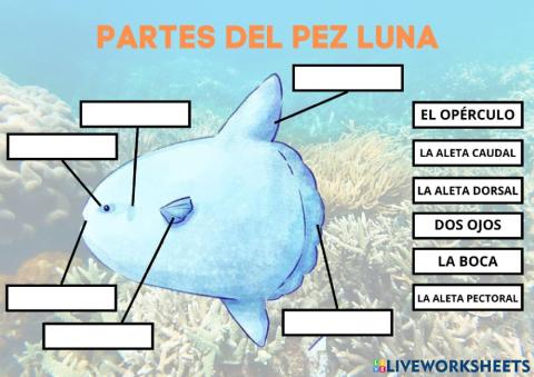 Partes del Pez Luna