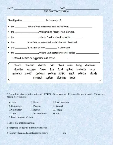 Digestive system 2022