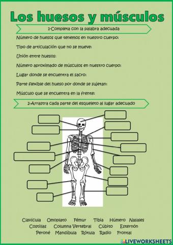 Los huesos y músculos