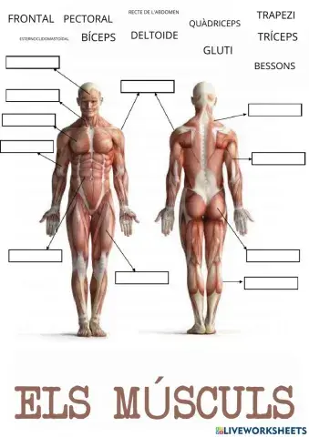 Músculs