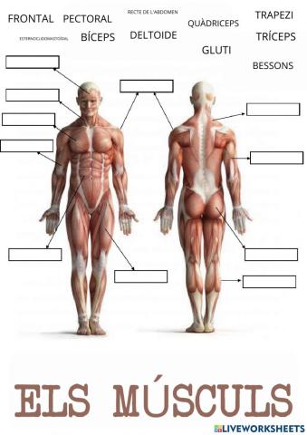 Músculs